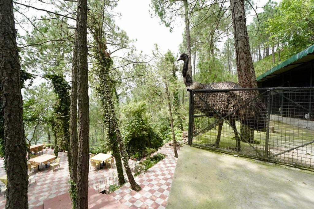 Nature View Resort !! A Four Star Lavish & Luxury Resort تشايل المظهر الخارجي الصورة